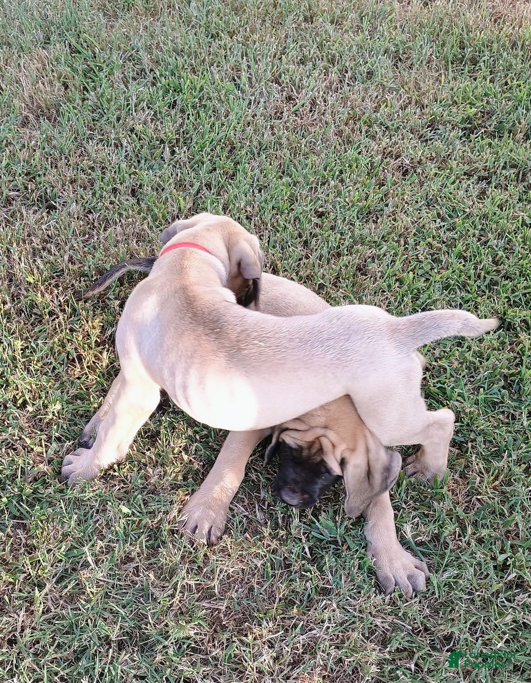 English Mastiff dogs for sale: Dark Green/red Boy  💚 ❤️ - Image 3