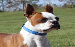 Boston Terrier dogs for sale: Luca - Image 7