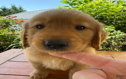 Golden Retriever dogs for sale: Lexi - Image 3