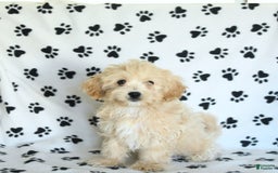 Cavapoo dogs for sale: Ace - Image 4