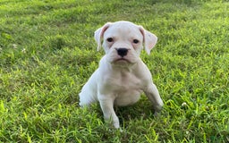 Boxer dogs for sale: Spencer - Image 10