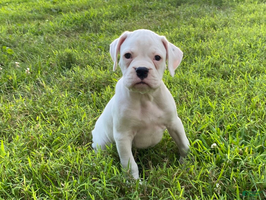 Boxer dogs for sale: Spencer - Image 10