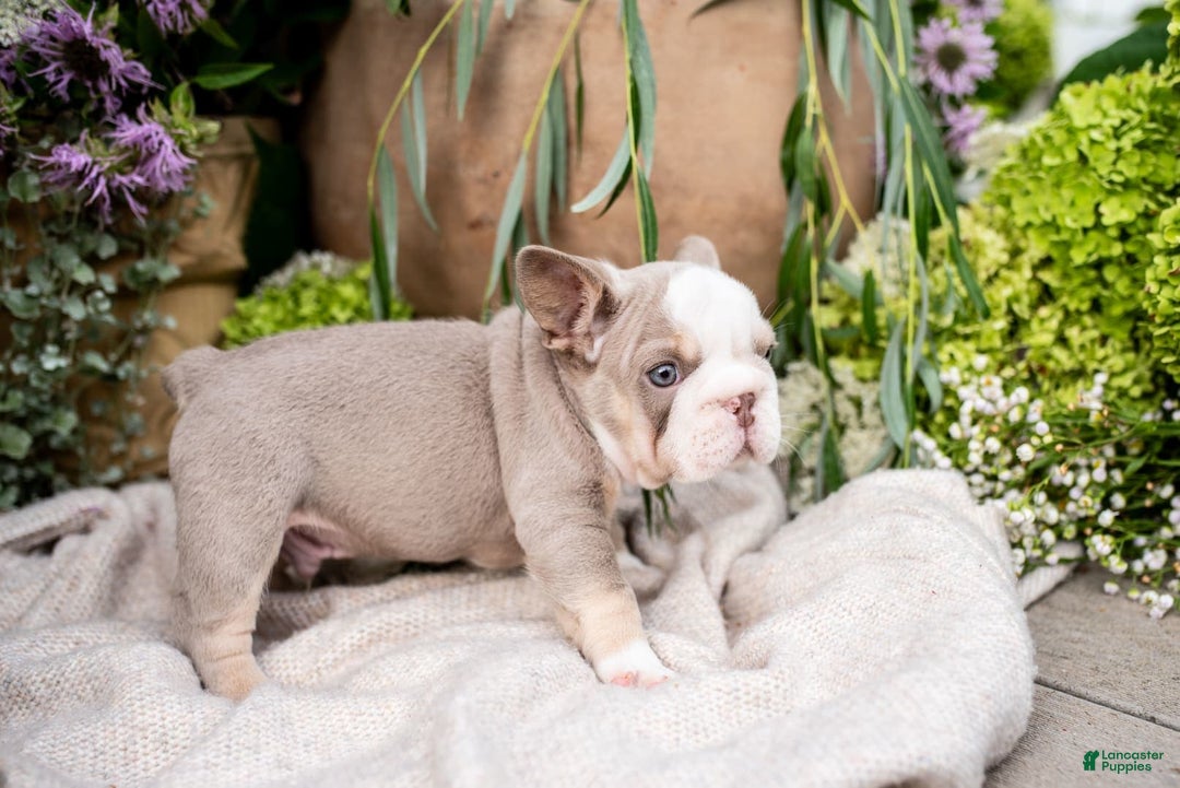 French Bulldog dogs for sale: Legend - Image 8