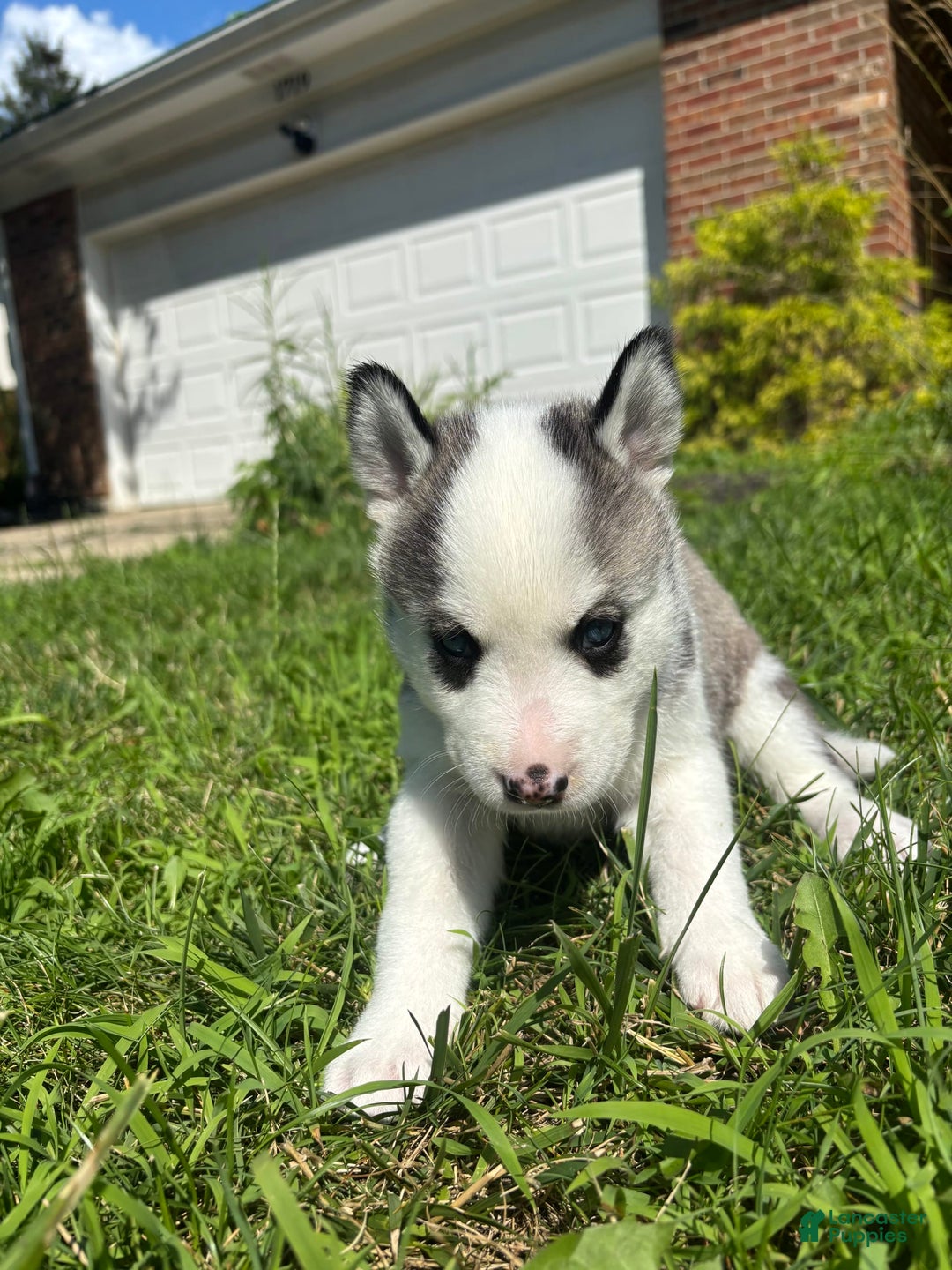 Siberian Husky dogs for sale: Baby C - Image 1