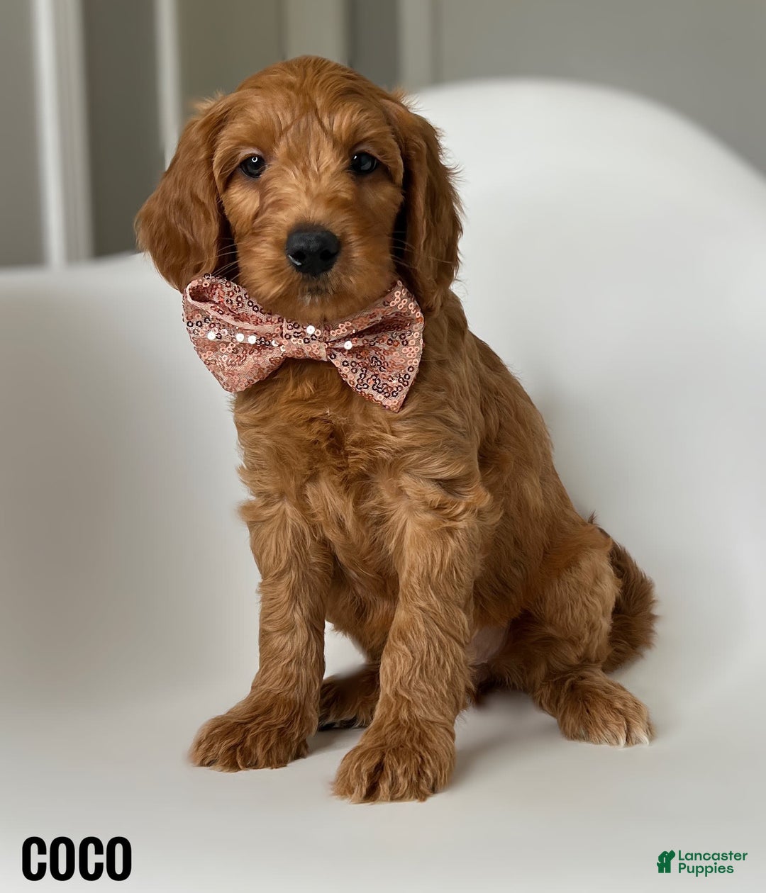 Goldendoodle dogs for sale: Coco Cream Collar - Image 1