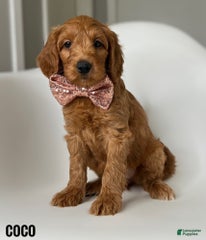 Coco Cream Collar