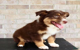 Australian Shepherd dogs for sale: Beauty - Image 2