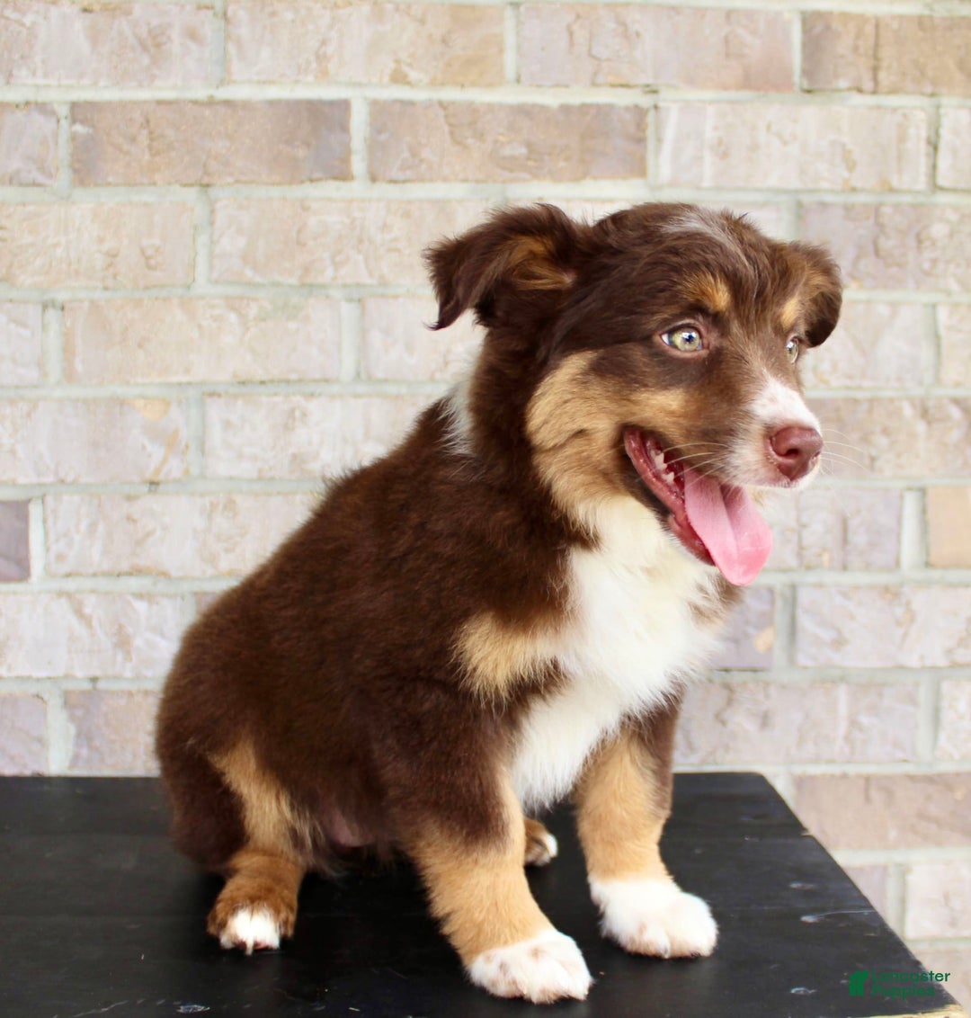 Australian Shepherd dogs for sale: Beauty - Image 2