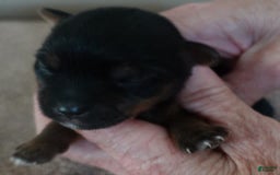 Yorkshire Terrier dogs for sale: Dodge - Image 10