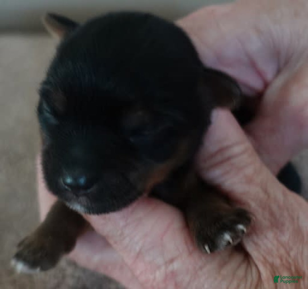 Yorkshire Terrier dogs for sale: Dodge - Image 10