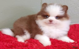 Pomeranian dogs for sale: Gunner - Image 2