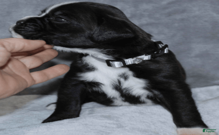 Boxer dogs for sale - Ad 5