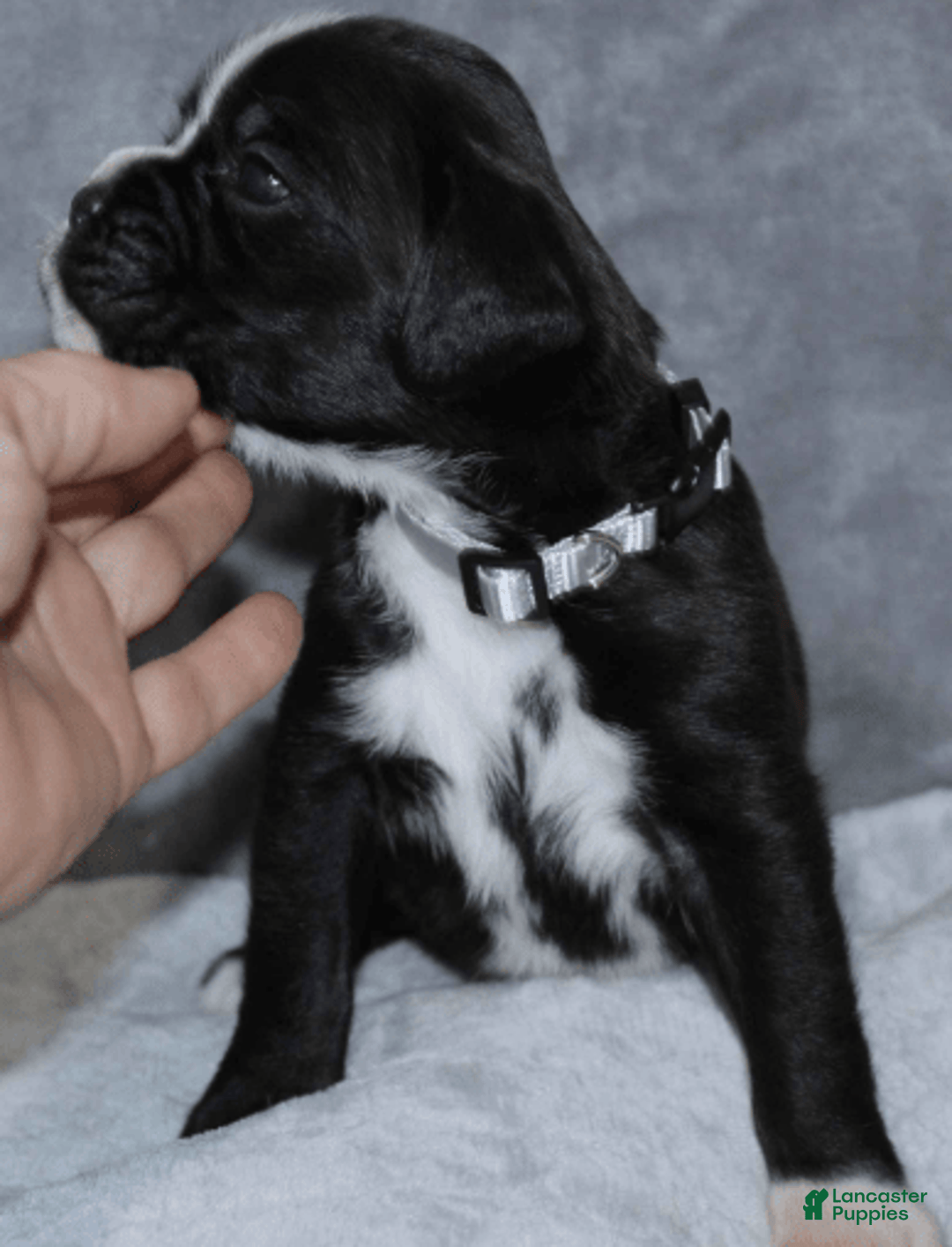 Boxer dogs for sale: White Collar Male - Image 1