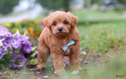 Maltipoo dogs for sale: Dewey - Image 1