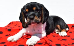Beaglier dogs for sale: Ruger - Image 2