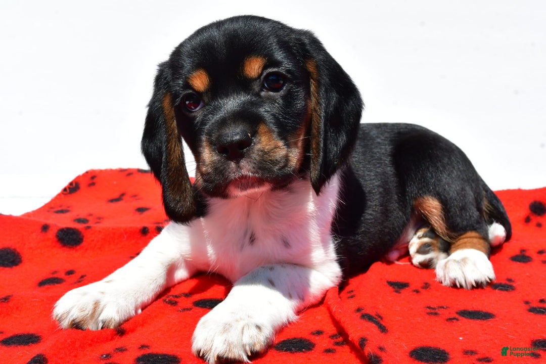 Beaglier dogs for sale: Ruger - Image 2