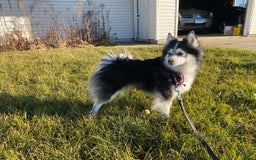 Pomsky dogs for sale: Chai - Image 22