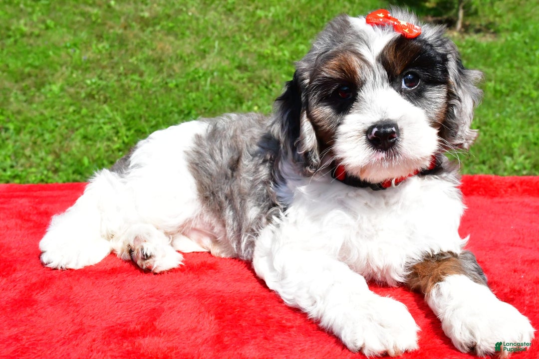 Cavapoo dogs for sale: Cavapoo 4 puppies - Image 11