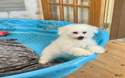 Bichon Frise dogs for sale: Lola - Image 4