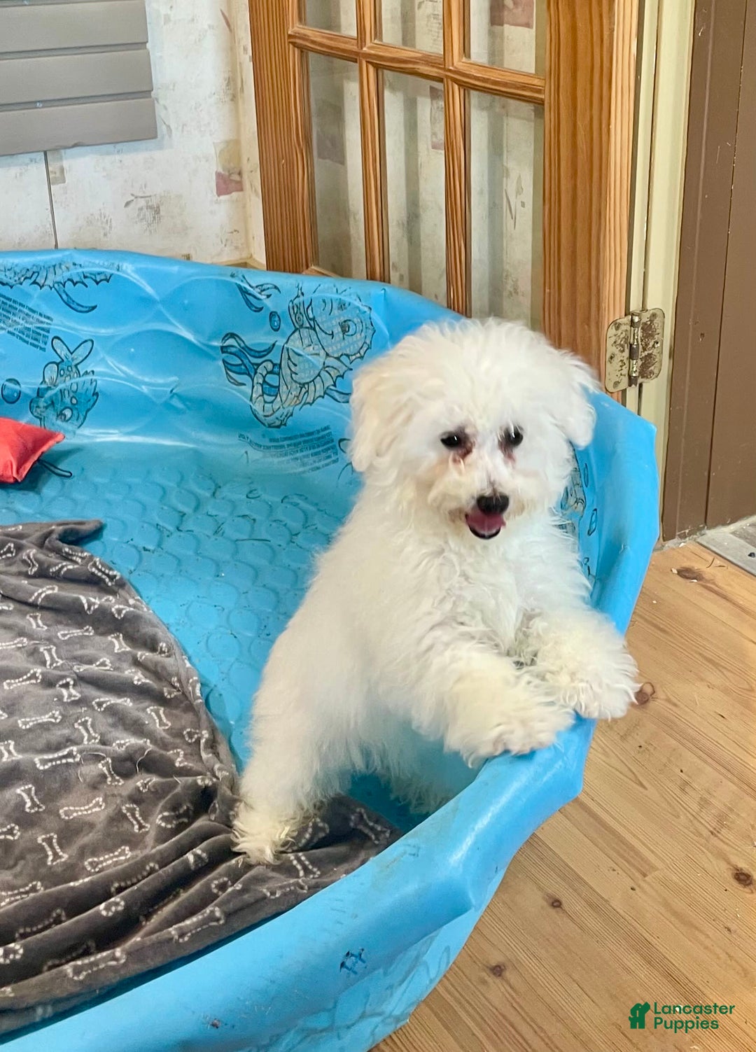 Bichon Frise dogs for sale: Lola - Image 4