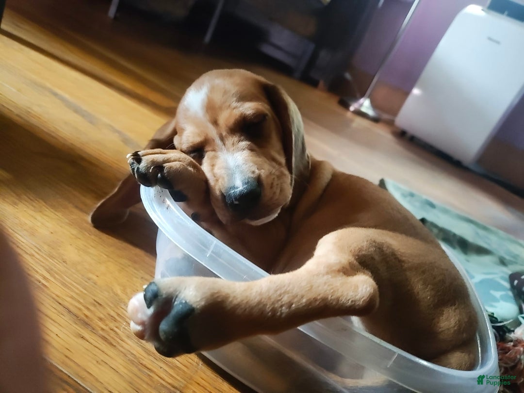 Beagle dogs for sale: Bruno - Image 2