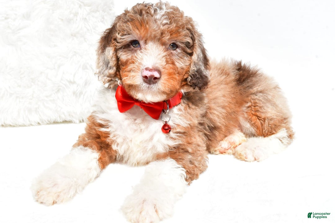 Mini Aussiedoodle dogs for sale: Emma - Image 7