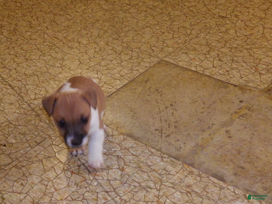 Jack Russell Terrier dogs for sale: Franklin - Image 5