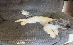Toy Poodle dogs for sale: Gypsy - Image 1
