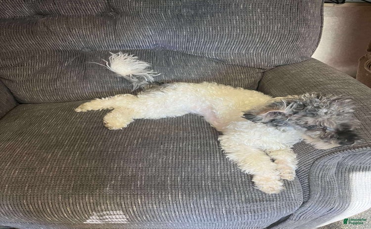 Toy Poodle dogs for sale - Ad 1