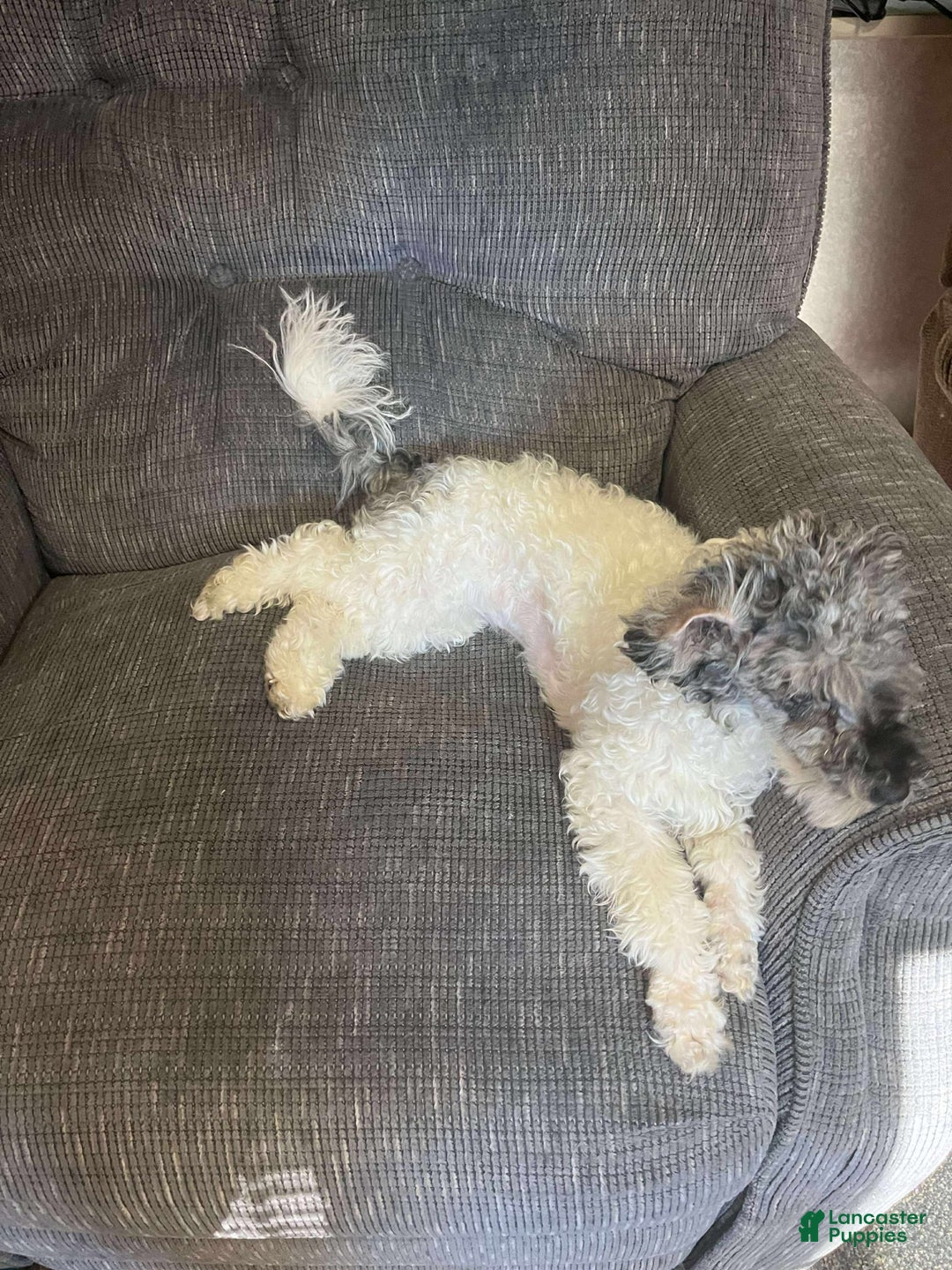 Toy Poodle dogs for sale: Gypsy - Image 1