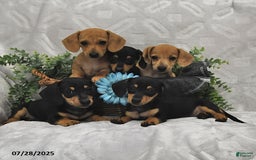 Miniature Dachshund dogs for sale: Dawson - Image 5