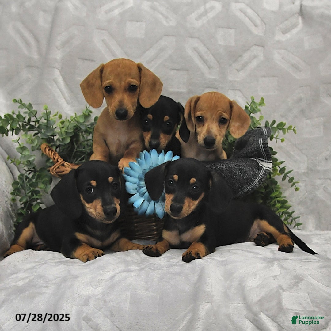 Miniature Dachshund dogs for sale: Dawson - Image 5
