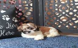 Teddy Bear dogs for sale: Atreus - Image 2