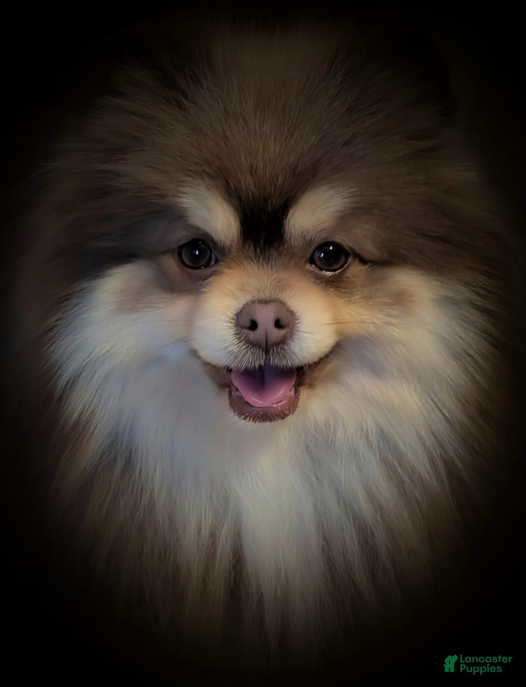 Pomeranian dogs for sale: Sunny - Image 7