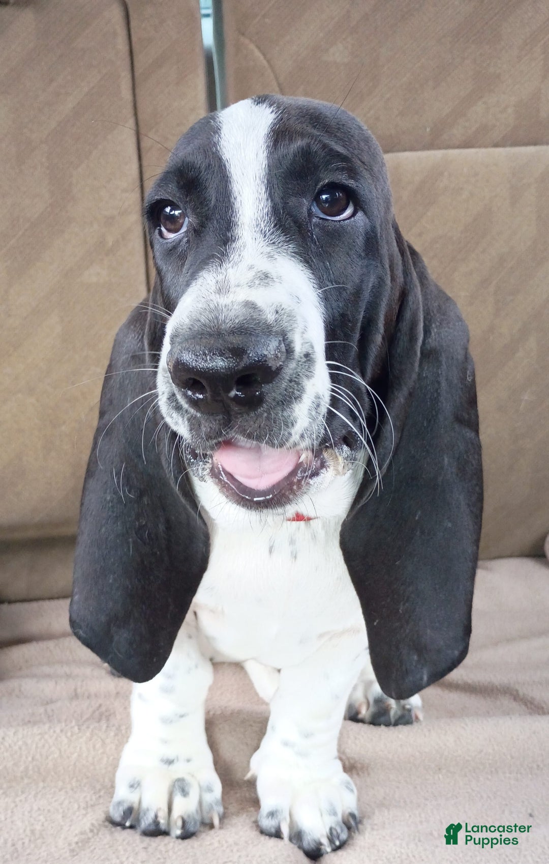 Basset Hound dogs for sale: Molly - Image 6