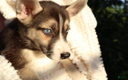 Gerberian Shepsky dogs for sale: Sheba - Image 1