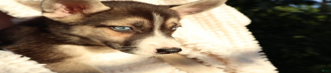 Sheba