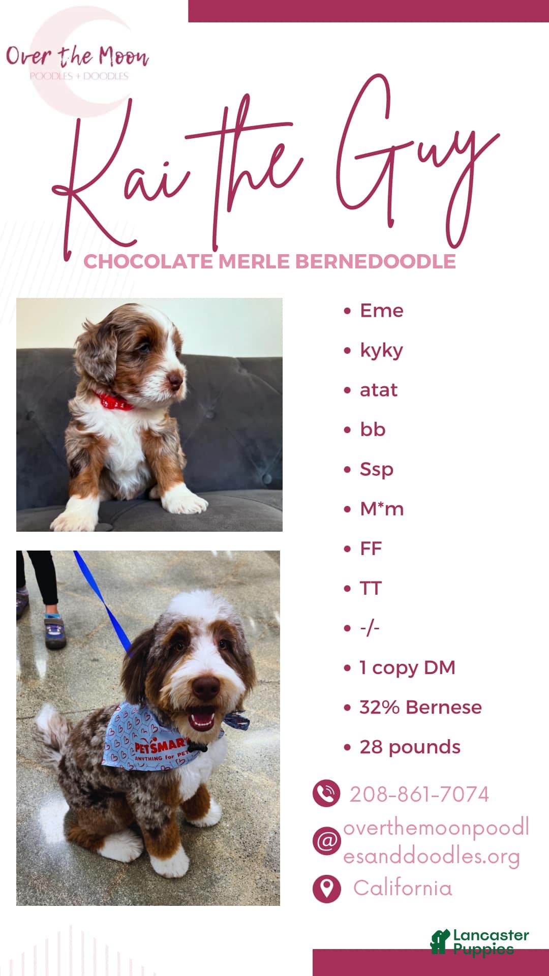 Mini Bernedoodle dogs for sale: Luke - Image 39