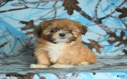 Shih Tzu dogs for sale: Rain - Image 1