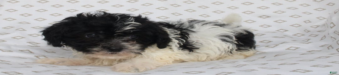 Sambo
