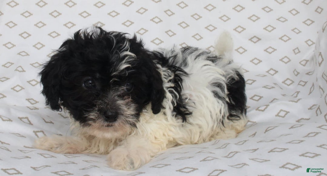 Shihpoo dogs for sale: Sambo - Image 1