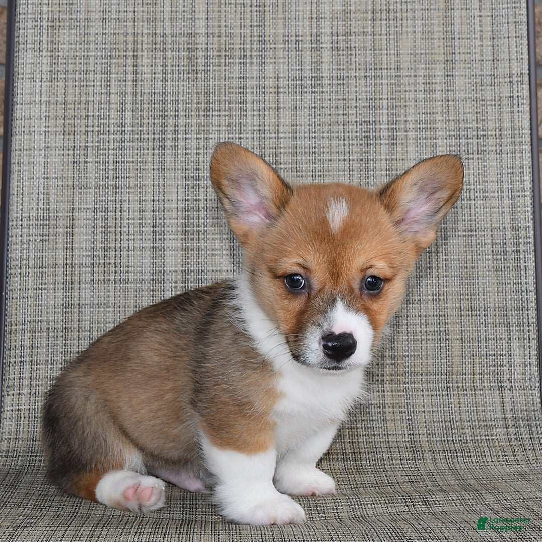 Welsh Corgi Pembroke dogs for sale: Cole - Image 1