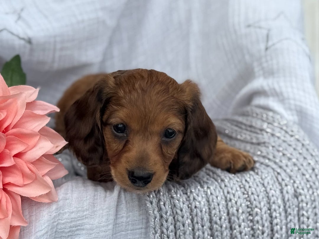 Miniature Dachshund dogs for sale: Teddy - Image 18