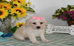 Schnoodle dogs for sale: Lily - Image 7
