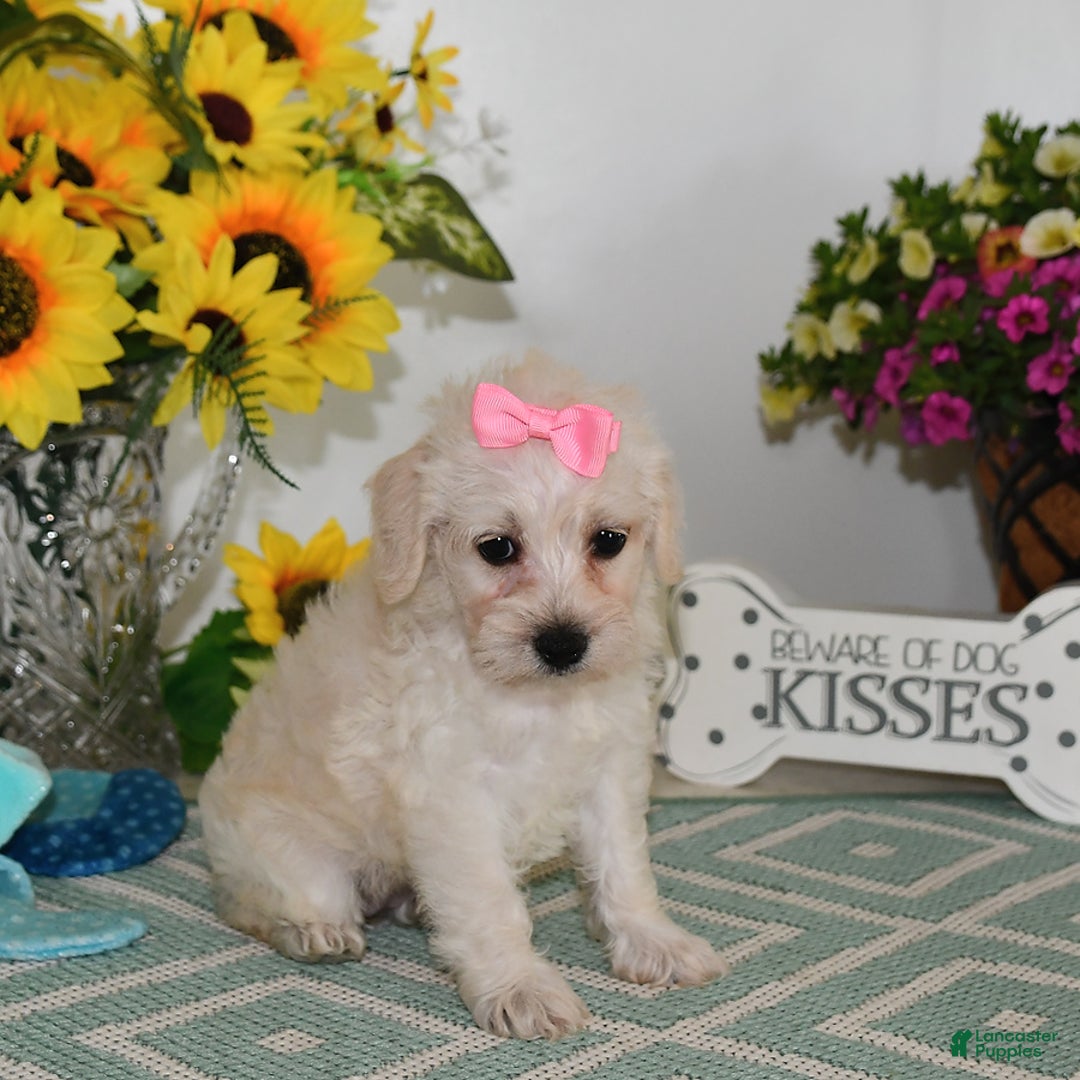 Schnoodle dogs for sale: Lily - Image 7