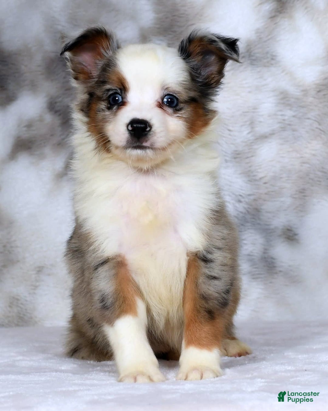  dogs for sale: Frisky - Image 6