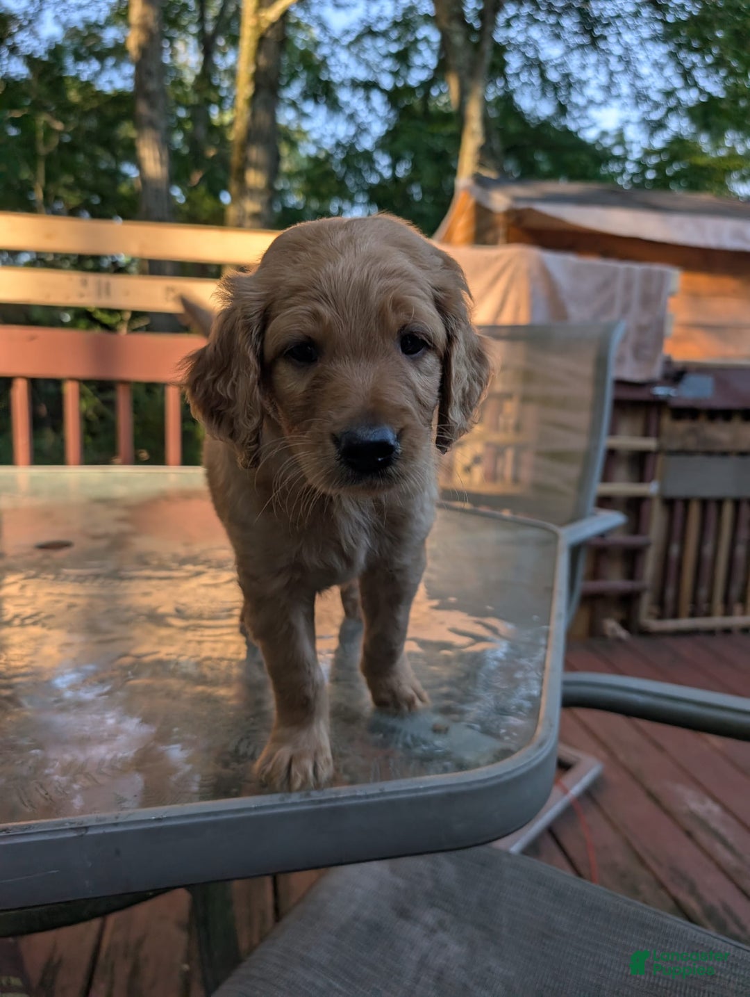 Goldendoodle dogs for sale: James - Image 3