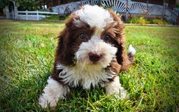 Havapoo dogs for sale: Harley - Image 6