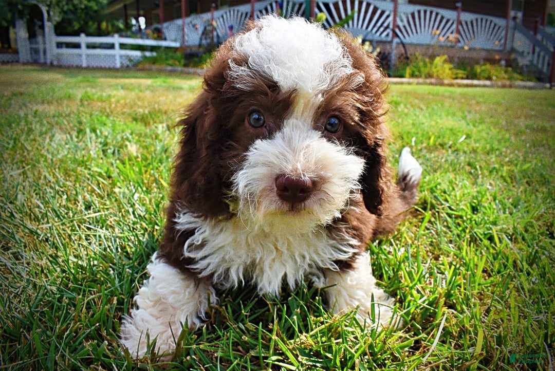 Havapoo dogs for sale: Harley - Image 6