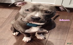 American Staffordshire Terrier dogs for sale: Aria - Image 2